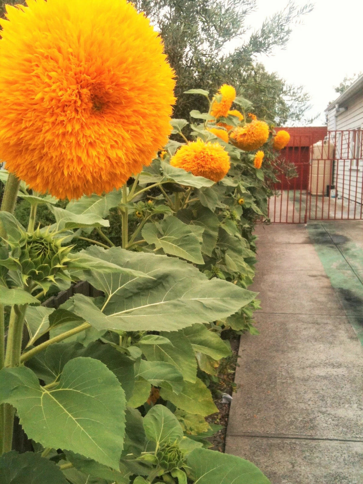 Tall Teddy Bear Sunflower Seeds Giant Sungold Big Gold Sun Flower Seed – Heirloom, Non-GMO, High Germination Organic Garden Seeds