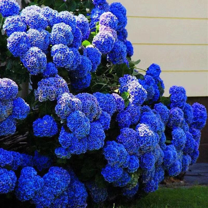 SEEDS for Royal Blue HYDRANGEA RARE flower exotic bush home plant Seller – Heirloom, Non-GMO, High Germination Organic Garden Seeds