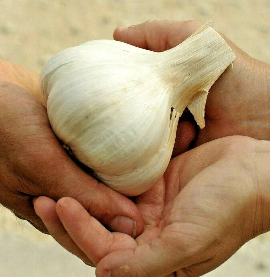 ELEPHANT GARLIC GROWN LARGE JUMBO SIZE CLOVE BEST DEAL heirloom non-GMO seeds