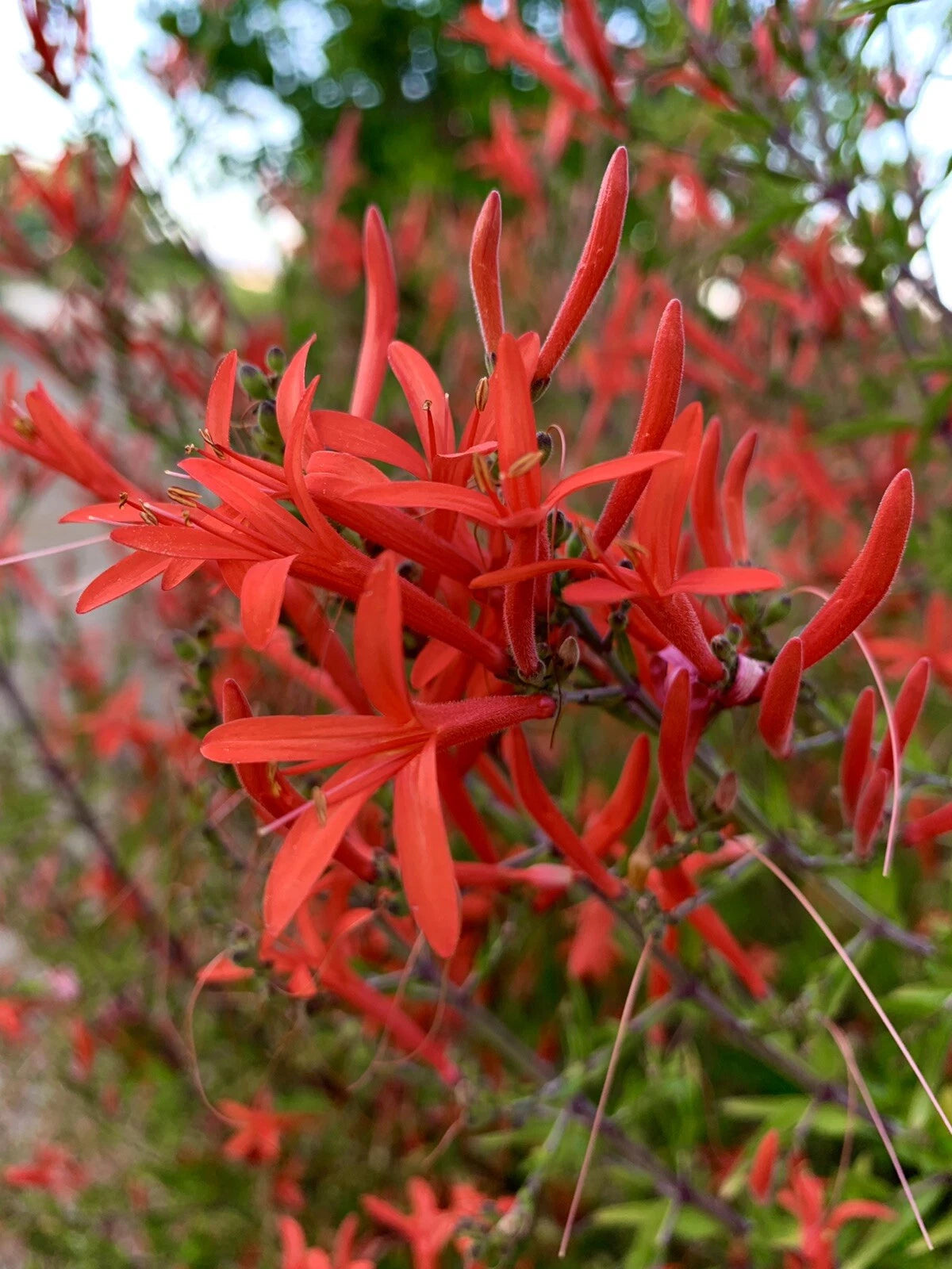 Anisacanthus Quadrifidus Flame Acanthus Wrightii - Seeds heirloom non-gmo seeds