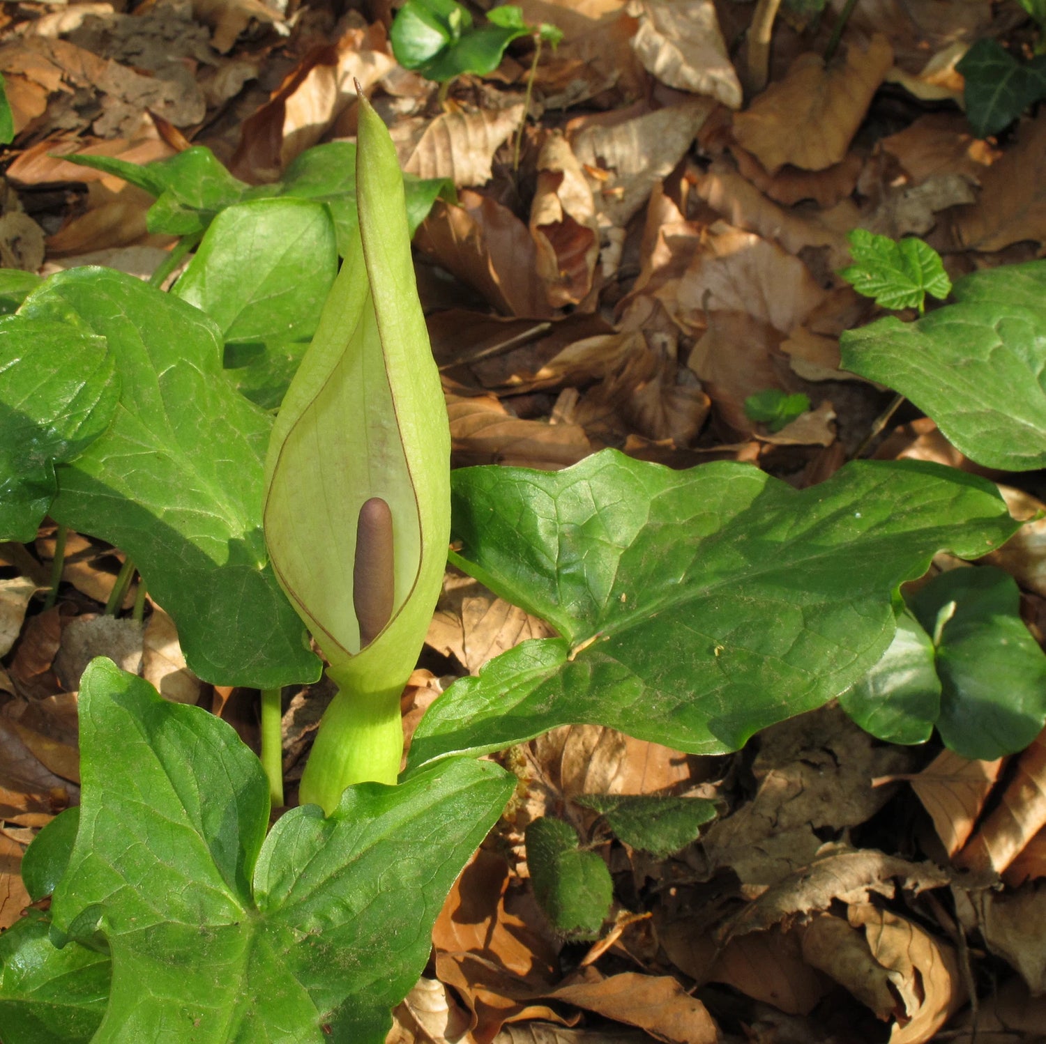 ARUM MACULATUM Seeds Lords and Ladies shipping – Heirloom, Non-GMO, High Germination Organic Garden Seeds