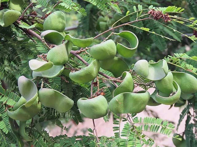 Caesalpinia coriaria Divi Divi Seeds heirloom non-gmo seeds