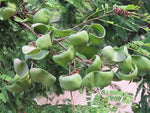 Caesalpinia coriaria Divi Divi Seeds heirloom non-gmo seeds