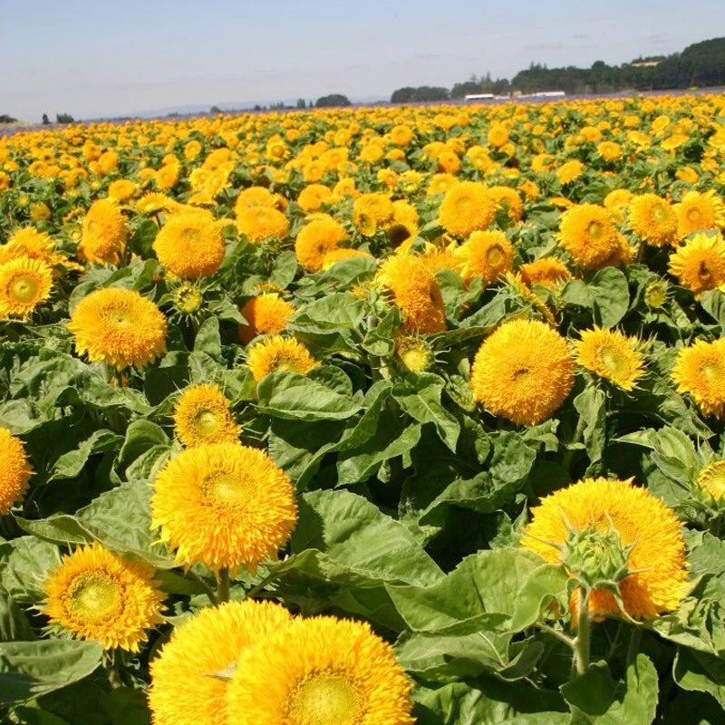 GIANT TEDDY BEAR SUNFLOWER SEEDS - FEET TALL ----------------------- RARE – Heirloom, Non-GMO, High Germination Organic Garden Seeds