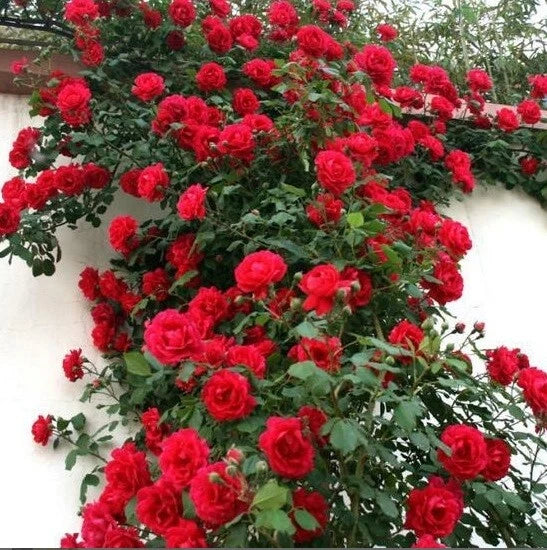 Climbing Red Rose Seeds Flower Bush Perennial Bloom Shrub Flowering Seed – Heirloom, Non-GMO, High Germination Organic Garden Seeds