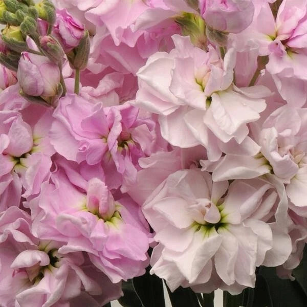 Cherry Blossom Stock seeds heirloom non-gmo seeds