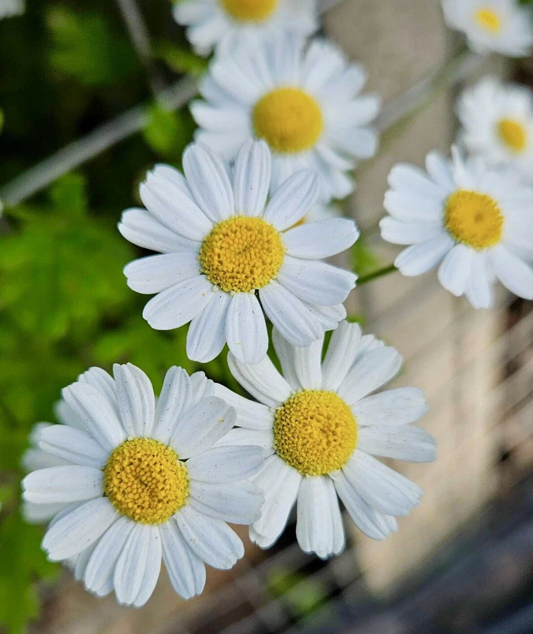 Feverfew Tanacetum Parthenium - Seeds – Heirloom, Non-GMO, High Germination Organic Garden Seeds