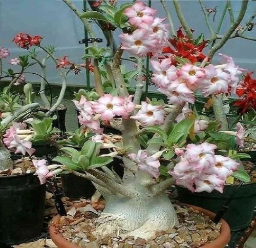 Adenium Arabicum Yemen seeds heirloom non-GMO seeds