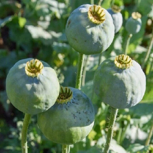 Fresh Czech Republic Papavear Somniferum Poppy Seeds for Planting heirloom non-GMO seeds