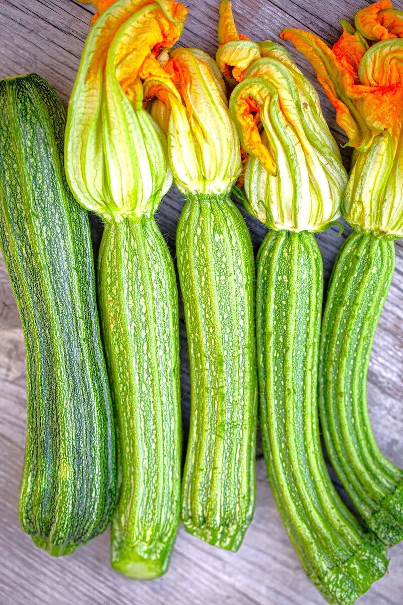 Costata Romanesco Zucchini Seeds Rib Striped Italian Squash Seed – Heirloom, Non-GMO, High Germination Organic Garden Seeds