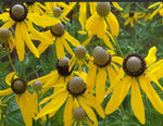Coneflower GREY-HEADED Perennial Early Blooms Pollinators Bees Seeds heirloom non-GMO seeds