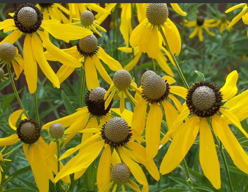 Coneflower GREY-HEADED Perennial Early Blooms Pollinators Bees Seeds heirloom non-GMO seeds