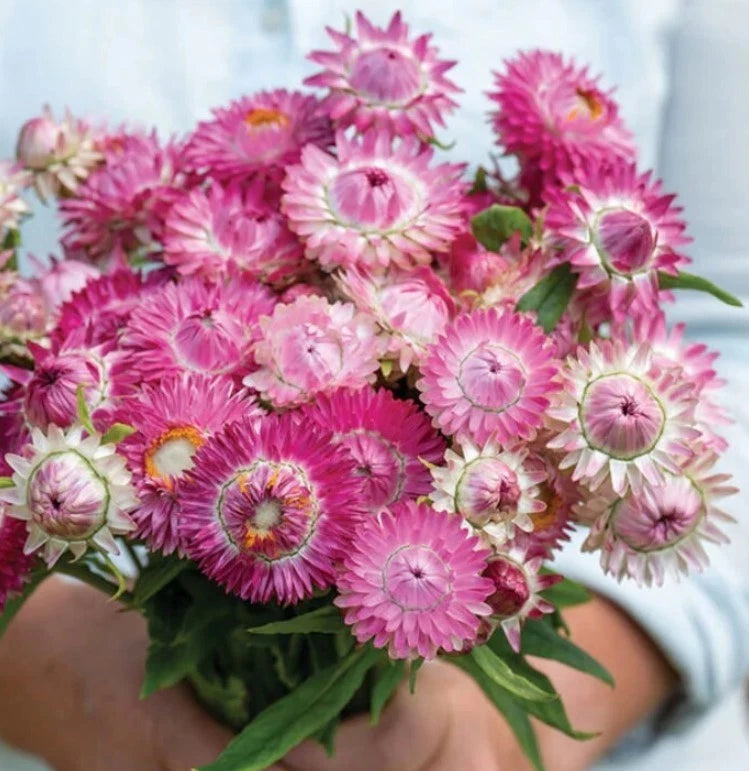 Bright Rose Strawflower - Seeds - Annual White Blooms Plant – Heirloom, Non-GMO, High Germination Organic Garden Seeds