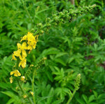 SWEET AGRIMONY Seeds Shipping Agrimonia procera herb flower SEEDS heirloom non-gmo seeds
