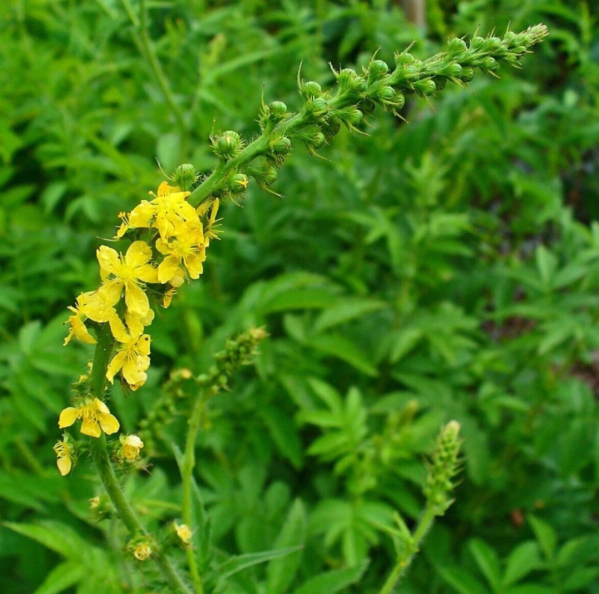 SWEET AGRIMONY Seeds Shipping Agrimonia procera herb flower SEEDS heirloom non-gmo seeds