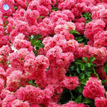 SEEDS for Light Baby Pink CHERRY TREE rare blossom flower exotic Seller heirloom non-GMO seeds