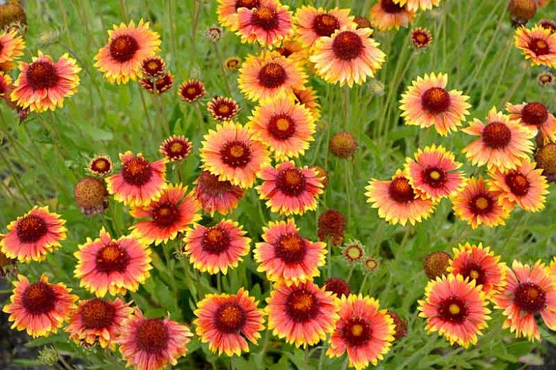 Indian Blanket Flower Seeds Gaillardia shipping Seeds – Heirloom, Non-GMO, High Germination Organic Garden Seeds