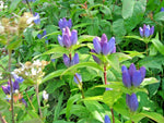 BOTTLE GENTIAN Seeds Perennial Native Wildflower Shade Garden Pato Container Various Wildflower Species heirloom non-GMO seeds