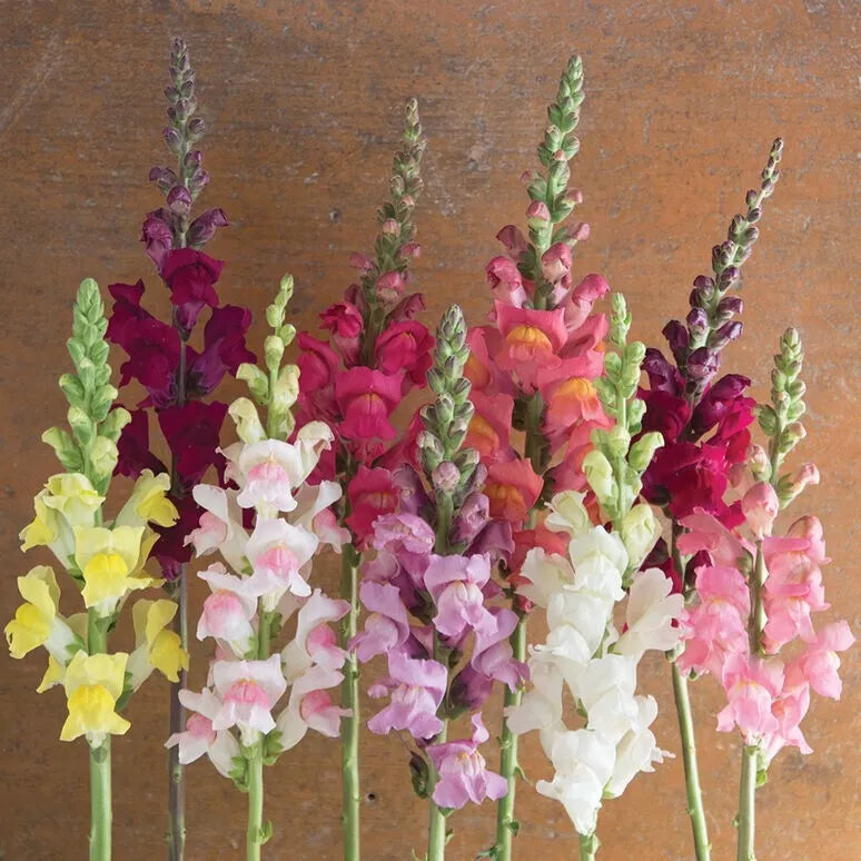 Snapdragon Potomac Custom Mix seeds – Heirloom, Non-GMO, High Germination Organic Garden Seeds