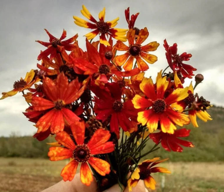 Coreopsis TIGER MIX Tall Mixed Colors Seeds Mother Nature s Seeds heirloom non-GMO seeds