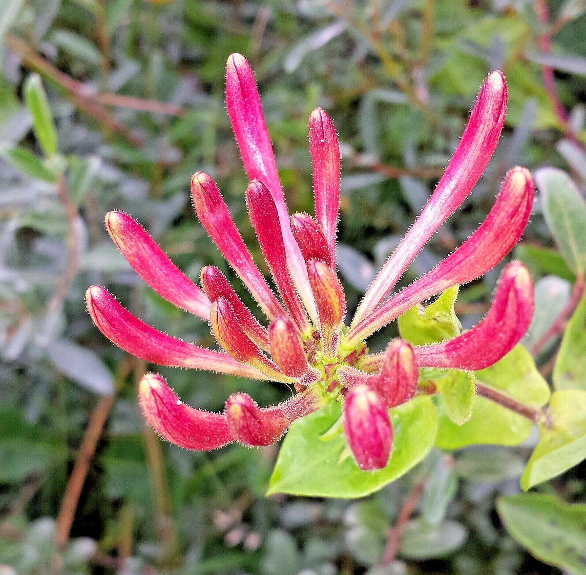 Pink Honeysuckle Seeds L hispidula Flowering Vine Climbing Flower Shrub ...
