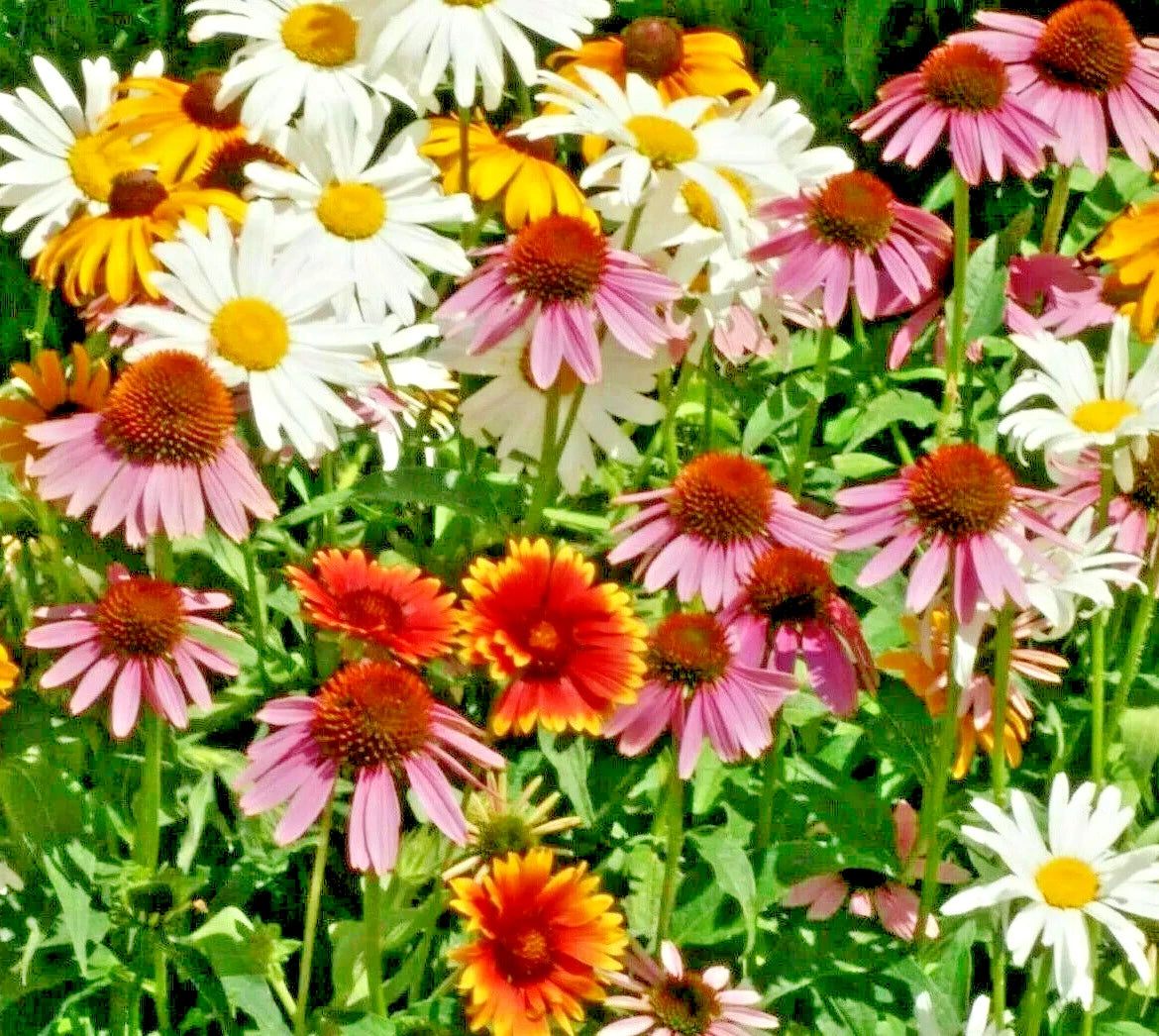 ALL PERENNIAL FLOWER SEED MIX CONEFLOWER daisy WILDFLOWER SHIPPING Bellis perennis heirloom non-gmo seeds