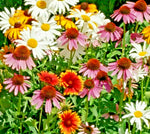 ALL PERENNIAL FLOWER SEED MIX CONEFLOWER daisy WILDFLOWER SHIPPING Bellis perennis heirloom non-gmo seeds