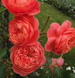 Summer Fireworks Rose Seeds Pack Seeds Rose Flower Gardening heirloom non-GMO seeds