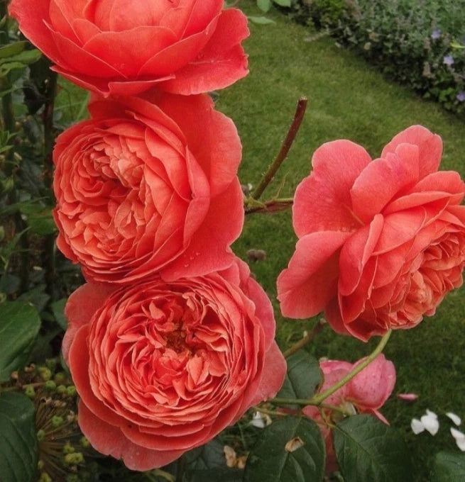 Summer Fireworks Rose Seeds Pack Seeds Rose Flower Gardening heirloom non-GMO seeds