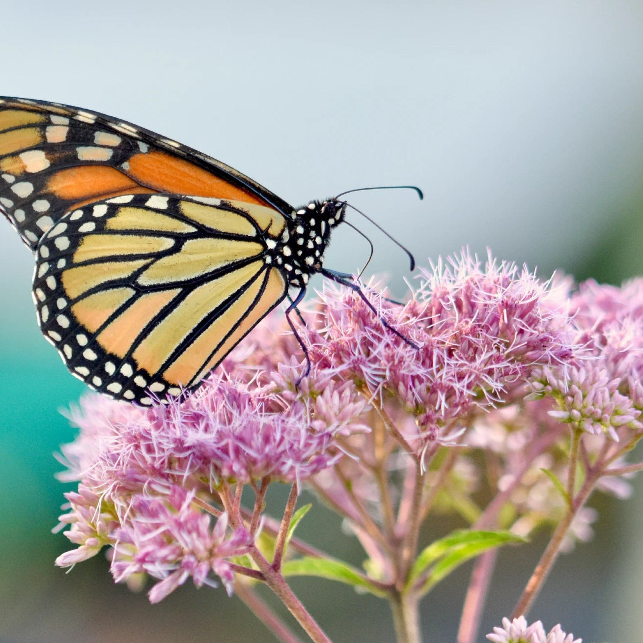 Sweet Joe Pye Weed Seeds Perennial Bee & Butterfly Attractor Genuine heirloom non-gmo seeds
