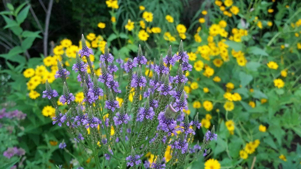 BLUE VERVAIN Flower Seeds Verbena Hastata to SEEDS Medicinal – Heirloom, Non-GMO, High Germination Organic Garden Seeds
