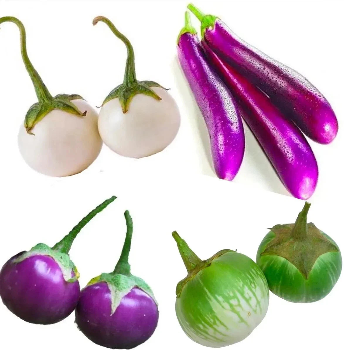 Eggplant Seeds White Purple Round Long Purple Green Thai Cà Pháo Cà tím Cà dĩa heirloom non-GMO seeds