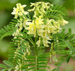 Astragalus membranaceus Seeds - Milkvetch Perennial Flowering Herb Huang Qi – Heirloom, Non-GMO