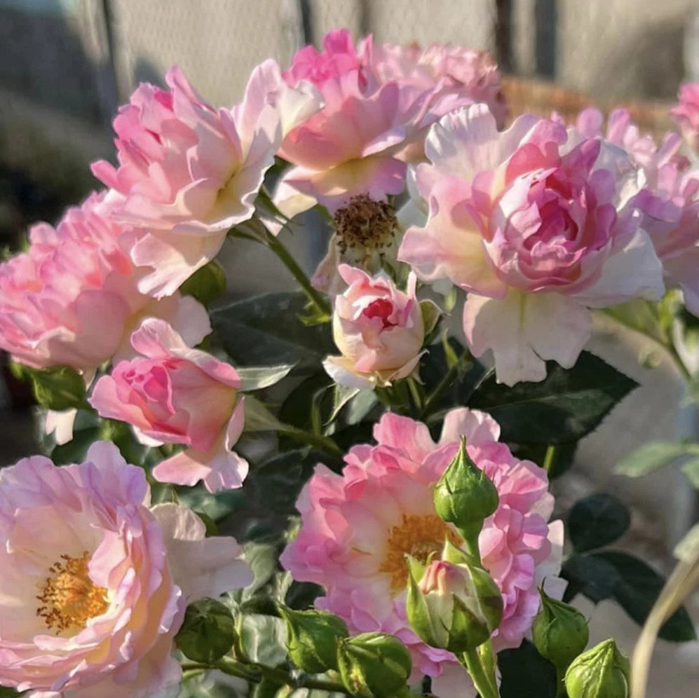 Sea Anemone Perennial Rose Seeds – Heirloom, Non-GMO, High Germination Organic Garden Seeds