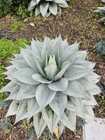Agave Ovatifolia Seeds Whales tongue agave Cold Hardy heirloom non-gmo seeds