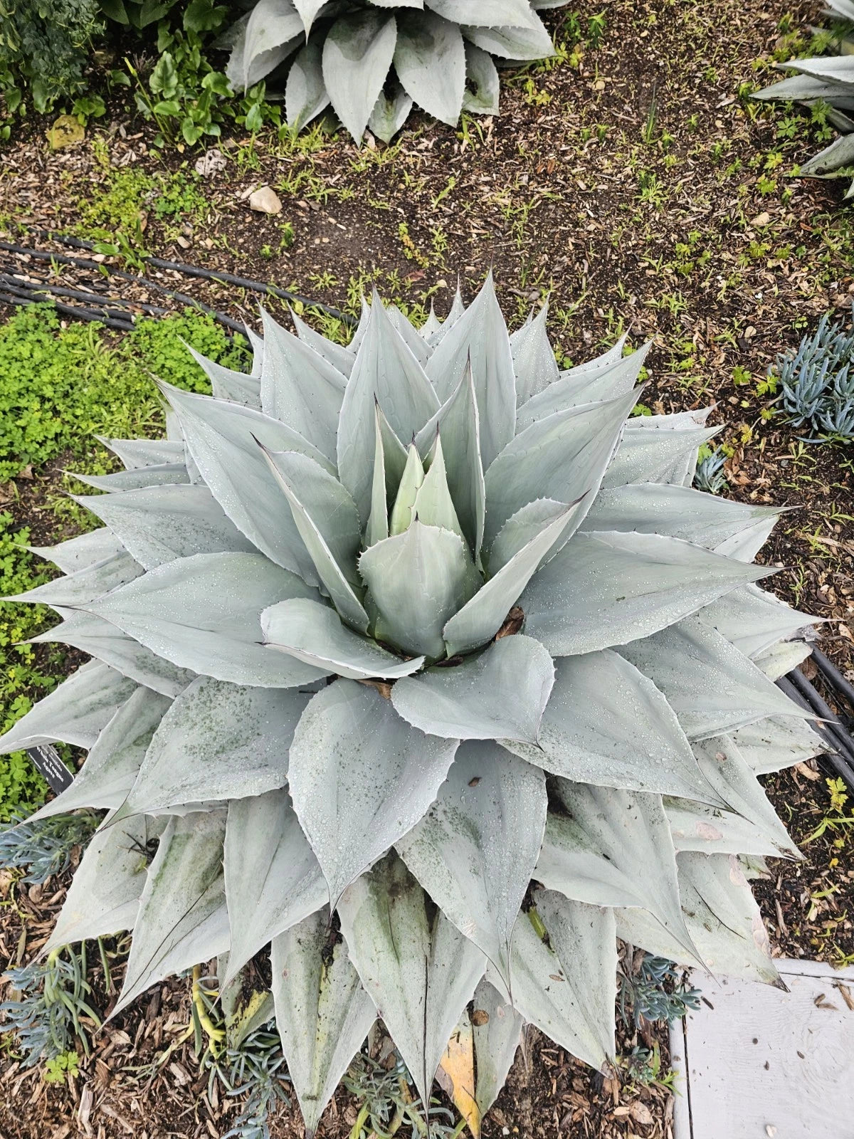 Agave Ovatifolia Seeds Whales tongue agave Cold Hardy heirloom non-gmo seeds