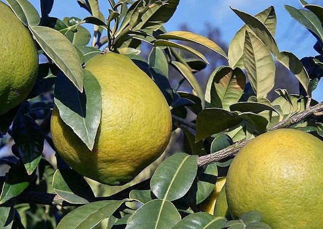 Citrus macroptera Wild Orange Seeds heirloom non-gmo seeds
