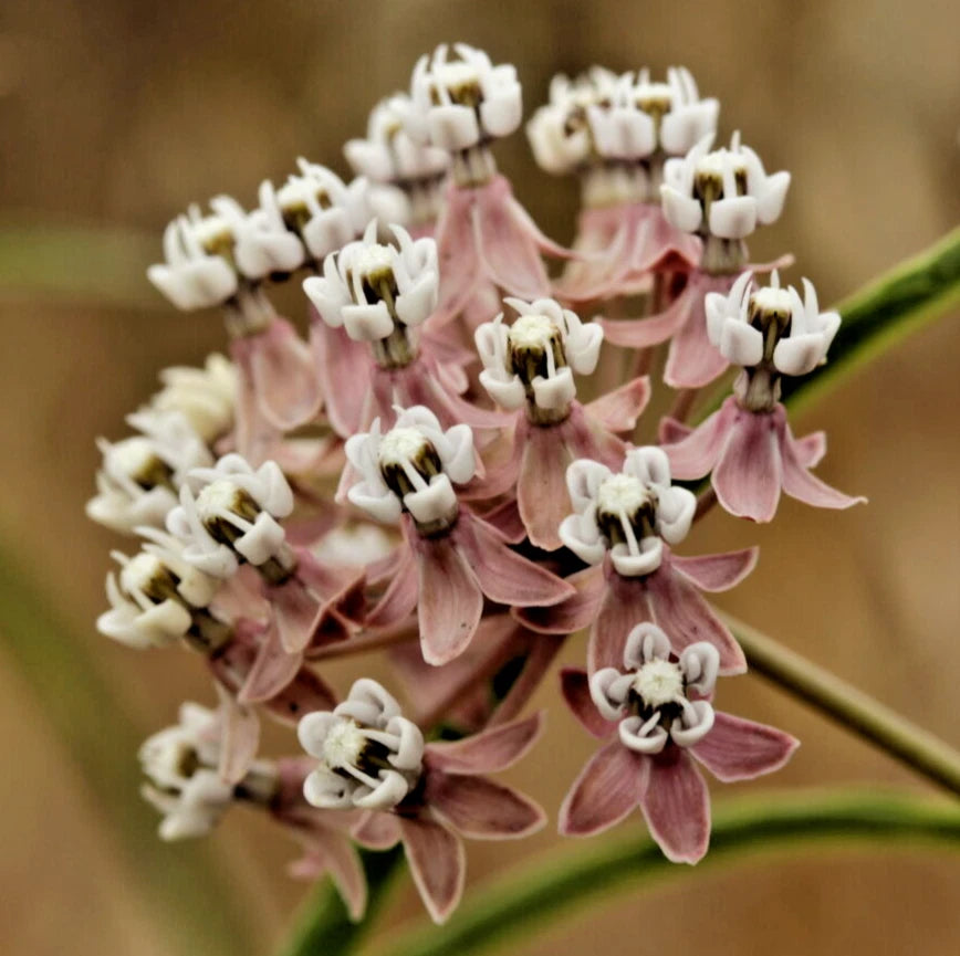 ASCLEPIAS FASCICULARIS Seeds Narrowleaf Milkweed Bulk Butterfly Flower – Heirloom, Non-GMO