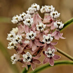 ASCLEPIAS FASCICULARIS Seeds Narrowleaf Milkweed Bulk Butterfly Flower – Heirloom, Non-GMO