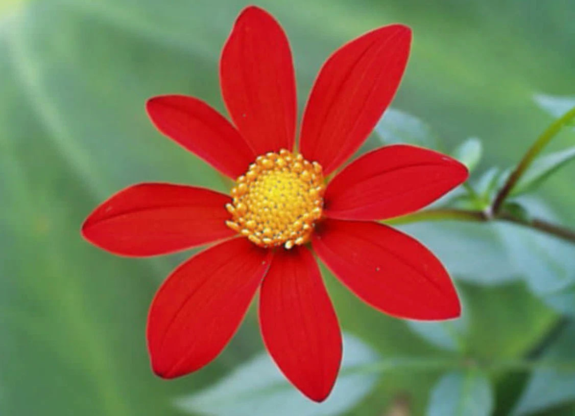 Baby Red Perennial Dahlia Seeds D009 – Heirloom, Non-GMO, High Germination Organic Garden Seeds