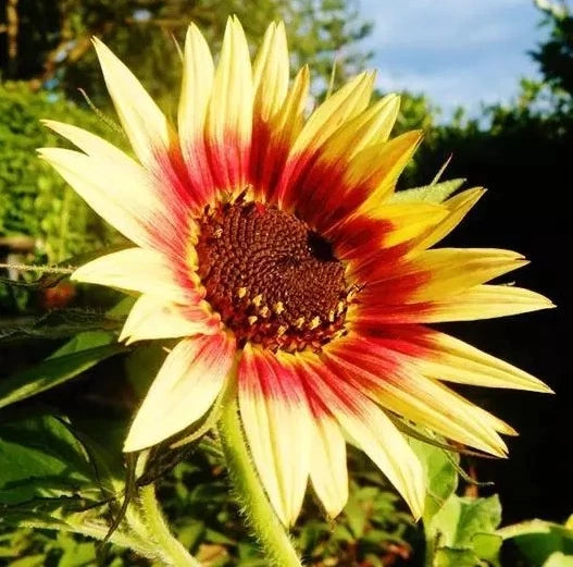 INDIAN BLANKET SUNFLOWER SEEDS ------- CUT FLOWERS Helianthus annuus heirloom non-gmo seeds