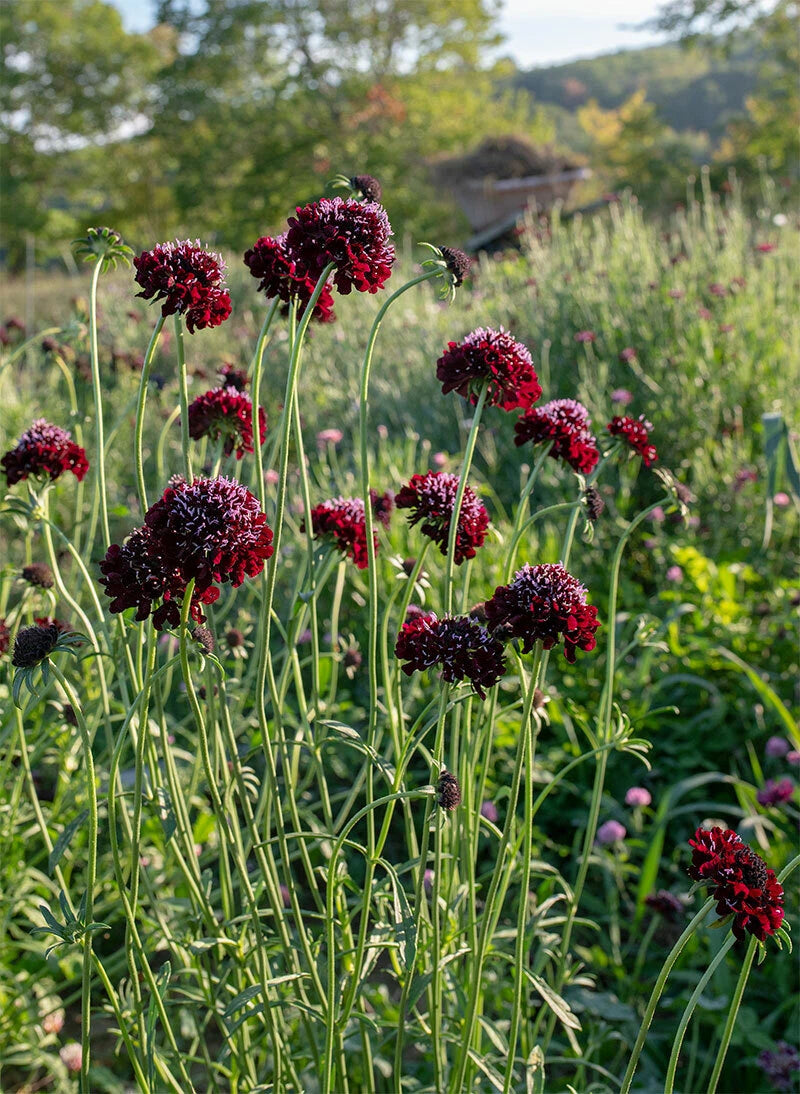 SCABIOSA YELLOW APRICOT BLUSH PINCUSHION ANNUAL SELF SOW FLOWER SEEDS – Heirloom, Non-GMO, High Germination Organic Garden Seeds