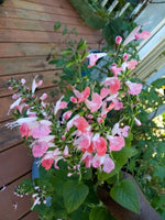 Salmon Peach Sage Salvia Seeds Perennial US grown seeds heirloom non-gmo seeds