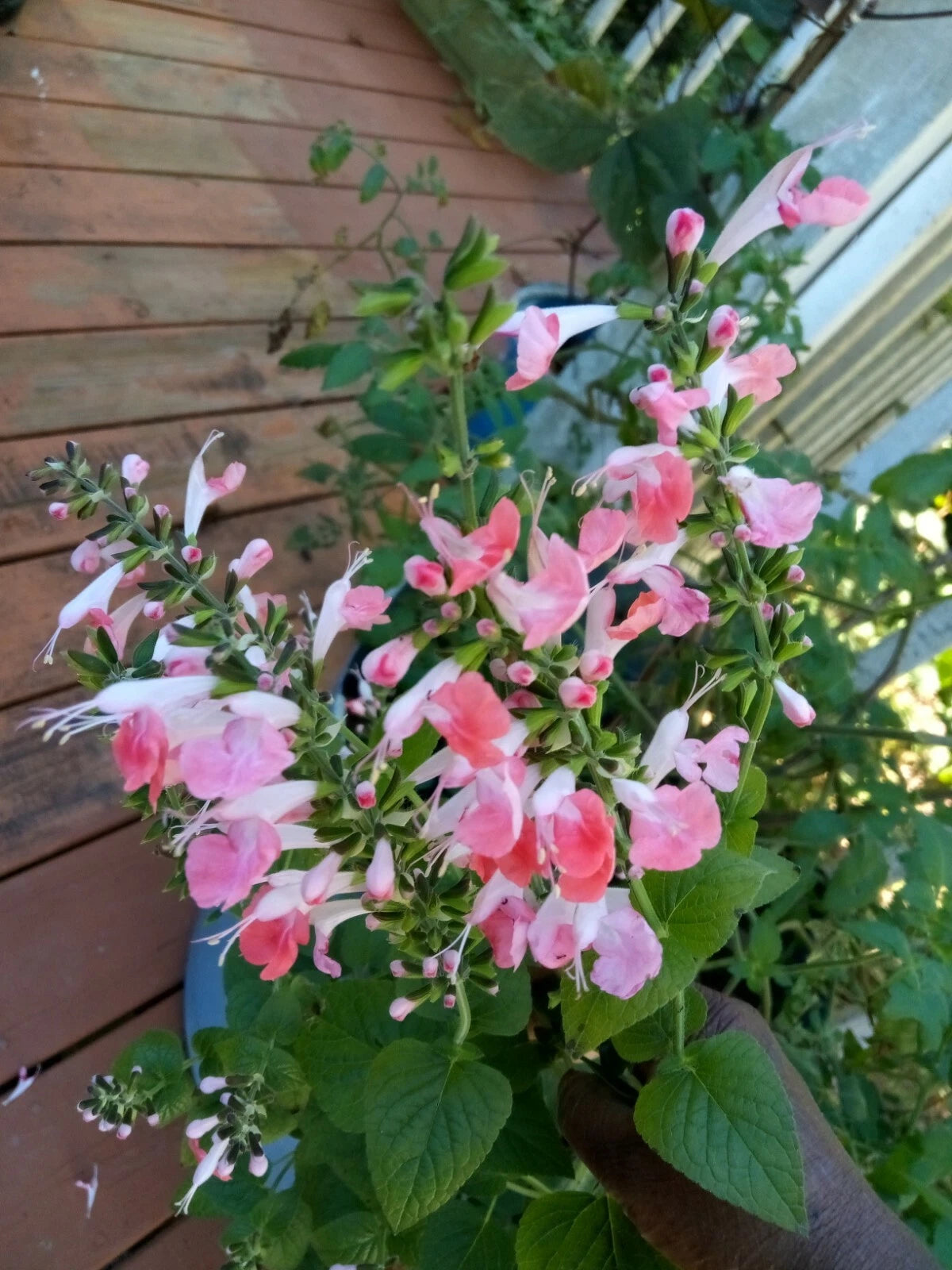 Salmon Peach Sage Salvia Seeds Perennial US grown seeds heirloom non-gmo seeds