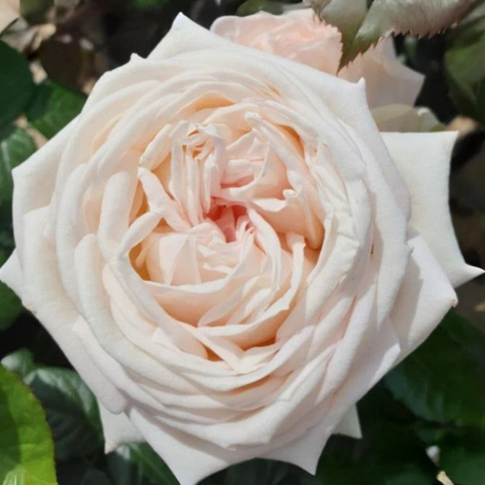 Madame Anisette Grandiflora Perennial Rose Seeds heirloom non-gmo seeds
