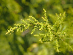 EPAZOTE Seeds Chenopodium ambrosioides shipping heirloom non-gmo seeds