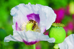 Blue Moon Poppy Seeds P Somniferum - Off White Blooms With Purple Eyes Papaver sp. heirloom non-gmo seeds