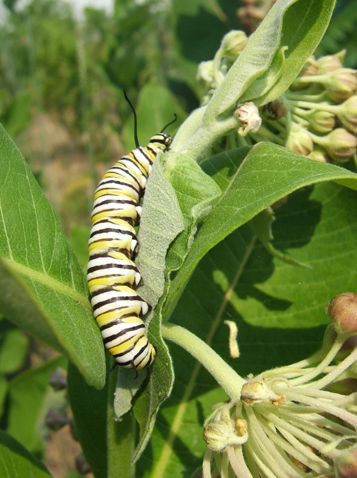 Carmine Rose-Swamp Milkweed Seeds Asclepias Incarnata FOOD FOR BUTTERFLIES – Heirloom, Non-GMO, High Germination Organic Garden Seeds