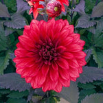 Cool Flame Dahlia Seeds Flower Perennial Flowers Seeds Flowering Bloom heirloom non-gmo seeds