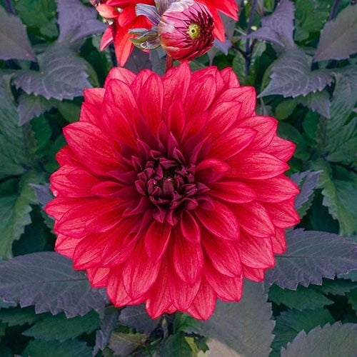 Cool Flame Dahlia Seeds Flower Perennial Flowers Seeds Flowering Bloom heirloom non-gmo seeds
